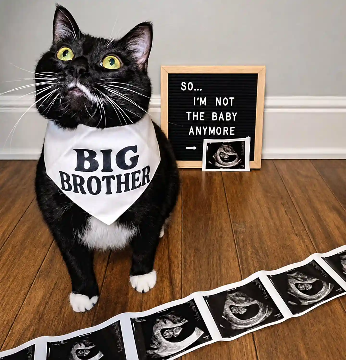 Funny pregnancy announcements: black and white cat in a Big Brother bandana beside a letter board reading "So... I'm not the baby anymore" with ultrasound photos on a wood floor